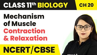 Mechanism of Muscle Contraction and Relaxation -Locomotion and Movement|Class 11 Biology