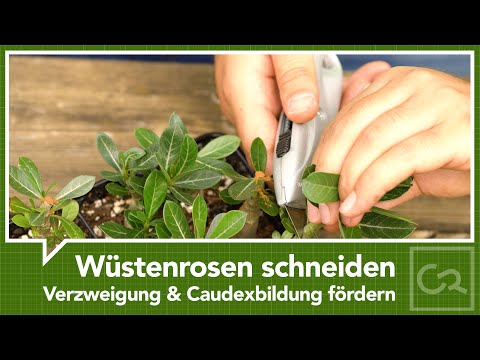 , title : 'Wüstenrosen schneiden - Verzweigung und Caudexbildung fördern'