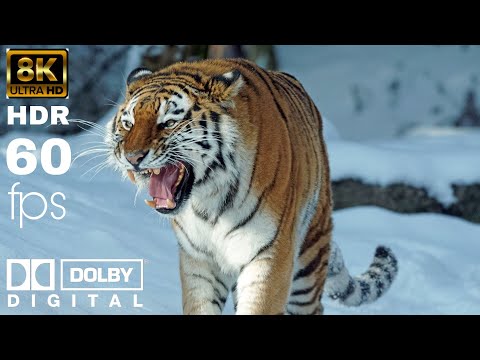 BIG CATS 8K Ultra HD – Tiger, Lion, Cheetah, Leopard, Jaguar, Lynx