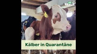 Quarantänestall bei Kälbern