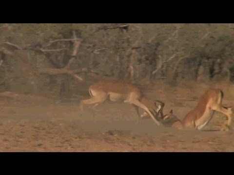 Safari Live :  Impala Rams fighting this afternoon on drive  Aug 24, 2016