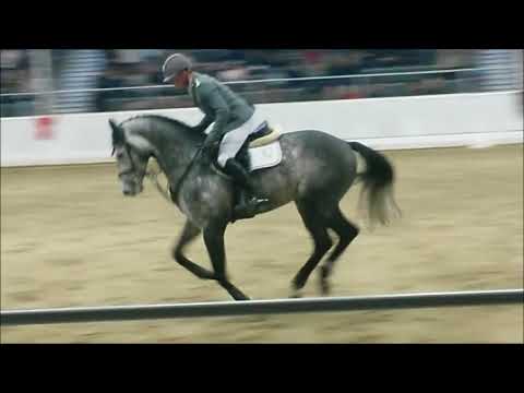 Nairobi de Muze Hengstpräsentation Verden 2018