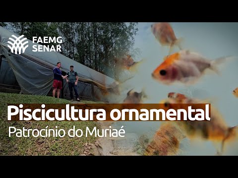 Patrocínio do Muriaé fortalece piscicultura ornamental com ATeG