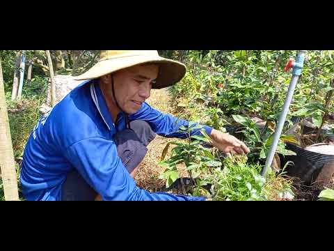 tủ rôm cho cây mai vàng rất hiệu quả