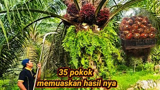 Download lagu cuma 35 pokok dan lihat hasilnya mp3