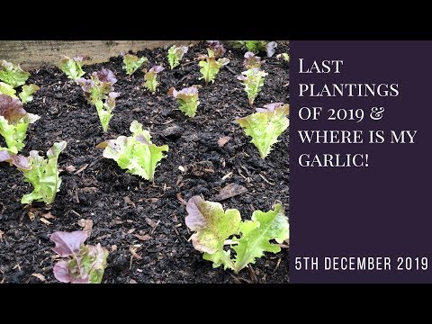 , title : 'Last planting of 2019 and where is my garlic?'