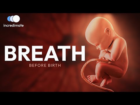 Life Before Birth with 3D Animation | Incredimate
