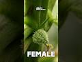 No, your plant did NOT herm, hairy balls are good #cannabisgrowtips