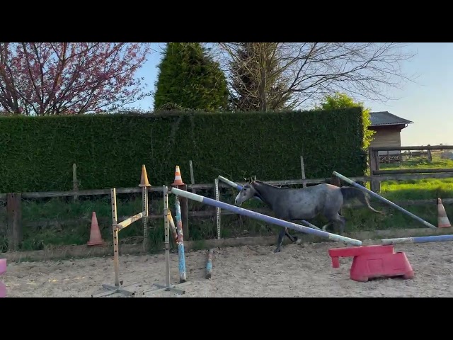 Jument SF 3 ans 