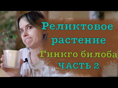 Гинкго билоба из семян. Реликтовое дерево в квартире. Часть 2
