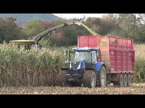 Maize 2023 Noonan Agri