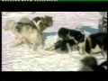 WOLVES VS HUMANS & SLED-DOGS 