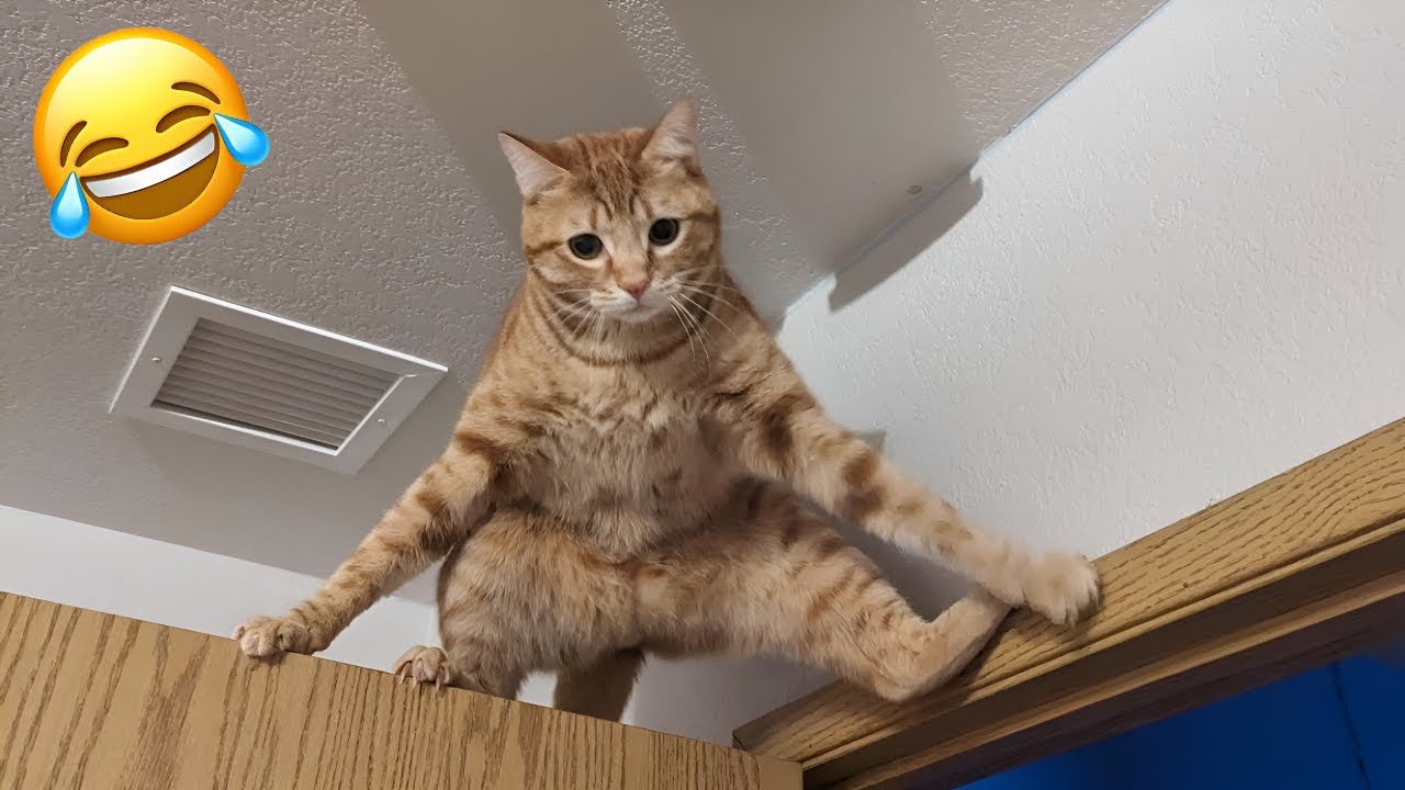 These Cats Are Incredibly Funny! - Funniest Cats Videos 2024