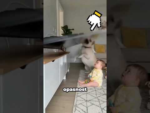 Ovaj Pas Svaki Dan Čuva Devojčicu 🐕❤️