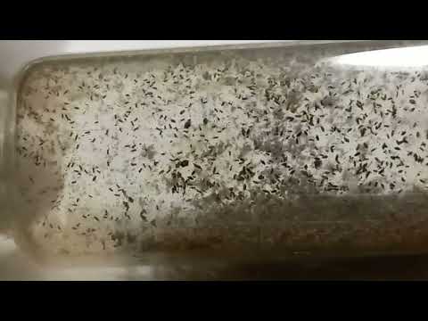 Beneficial Insect Biocontrol