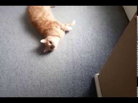 Cat is only cute when I'm watching