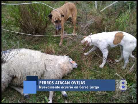 PERROS SALVAJES ATACAN OVEJAS EN LA ZONA DE ÑANGAPIRÉ
