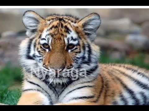 nyaraga official audio by Pop fizzy pan mogan