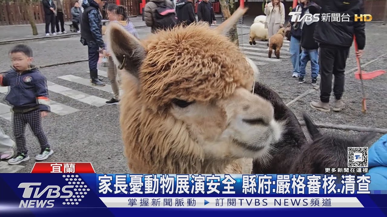 農場小鹿、水豚吸引遊客 飯店羊駝巡禮拜年