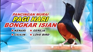 Download lagu 🔴 LIVE - Pancingan Murai Batu Pagi Full Isian Tembakan Kasar Murai apapun langsung nyaut mp3 Download lagu 🔴 LIVE - Pancingan Murai Batu Pagi Full Isian Tembakan Kasar Murai apapun langsung nyaut mp3