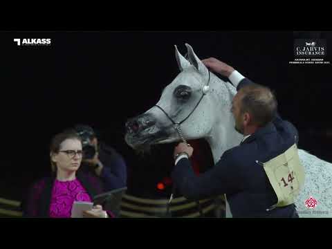 N 142 MAISA AL NASSER   Katara Int  Arabian Peninsula Horse Show 2023   Mares 11+ Years Old Class 9