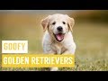 Goofy Golden Retriever Puppies CUTE Compilation