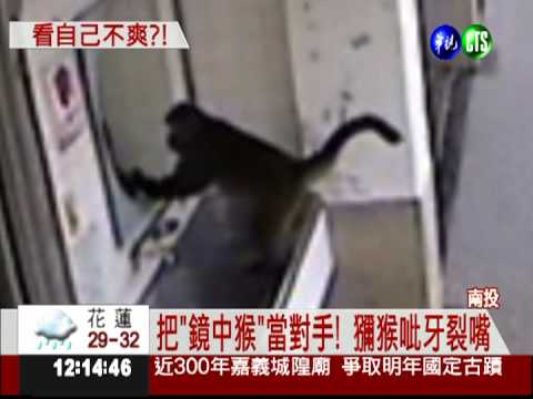 不識"鏡中猴"! 獼猴跟自己打架