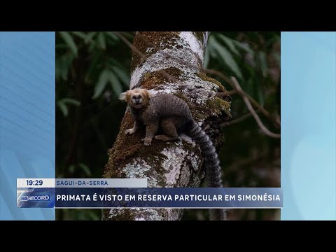 Sagui-da-Serra: primata é visto em reserva particular em Simonésia.