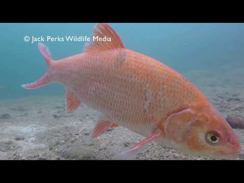 Large Orfe Feeding Underwater