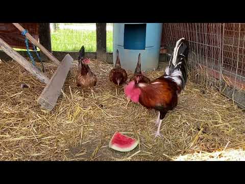 Cigar Claret Stag with Stuart Yellow Legged Hatch Pullets