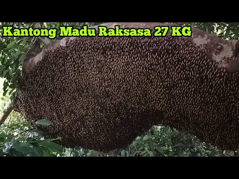 , title : 'Panjang Sarang 2,5 Meter, Kantong Madunya 1 Meter #lebah #madu #alam #panenmadu #hutan'