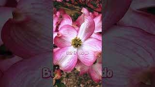 Pink Flowering Dogwood is the Best Blossom Tree.🌺
