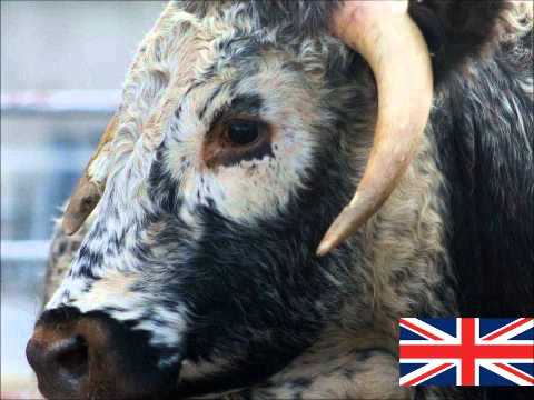 Edge Butchers September 2012