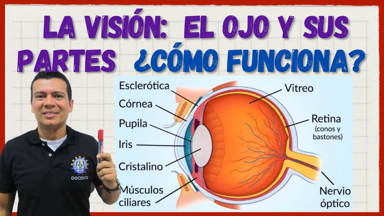 LA VISION. EL OJO Y SUS PARTES, FUNCIONES. Fotorreceptores