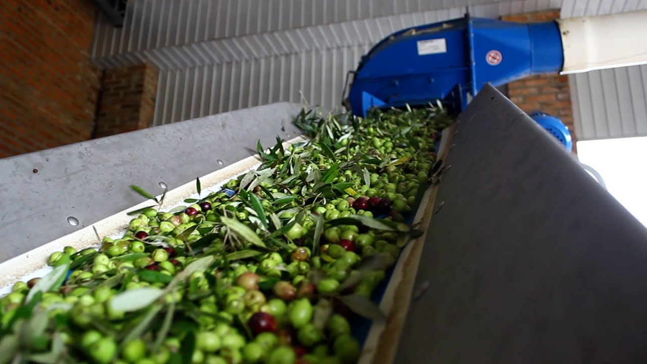 O processo completo da colheita ao azeite de oliva!