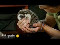 CUTE: These Hedgehogs Are Ready for a Return to the Wild 🦔 Malawi Wildlife | Smithsonian Channel