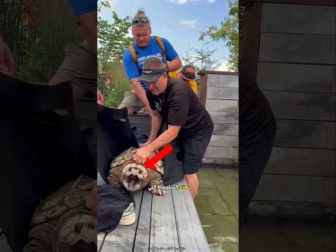 سلحفاة عمرها 100 عام تسبح في البركة 😮 #shorts