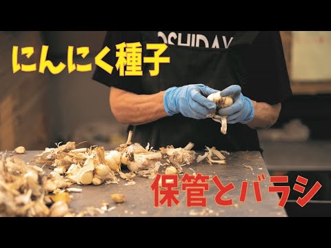 ニンニクの保存: 最良の保存のヒント 植物