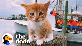 Cat Raised By Dogs Races To The Ocean To Swim | The Dodo by The Dodo