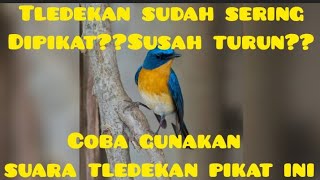 Download lagu Suara burung Tledekan pikat yang membuat emosi tledekan lain, langsung nyambar mp3