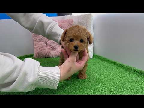 YouTube動画のサムネイル