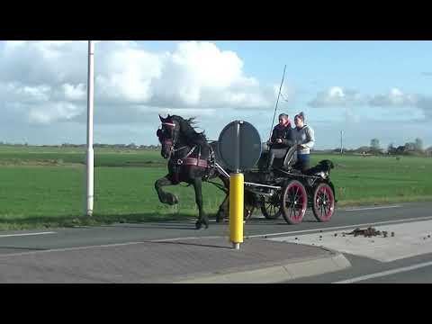 Stal Okkema's  Machtig for carriage