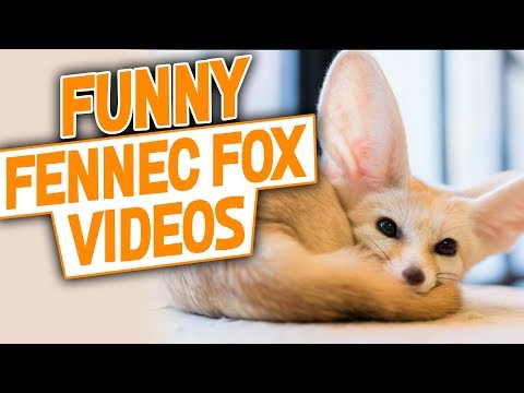 Fennec Fox Pet Funny Videos 2018