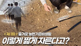 작물에 물 잘들어가게 점적호스 설치하는법