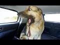 Overdramatic Dogs Who Deserve An Oscar Funny Dog Videos 2025