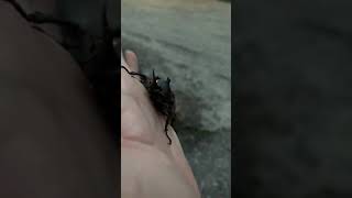 樫内利政 撮影　カブトムシを発見です