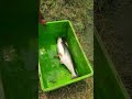 4 Kg का मछली Fish Farming Fishing Video Fish
