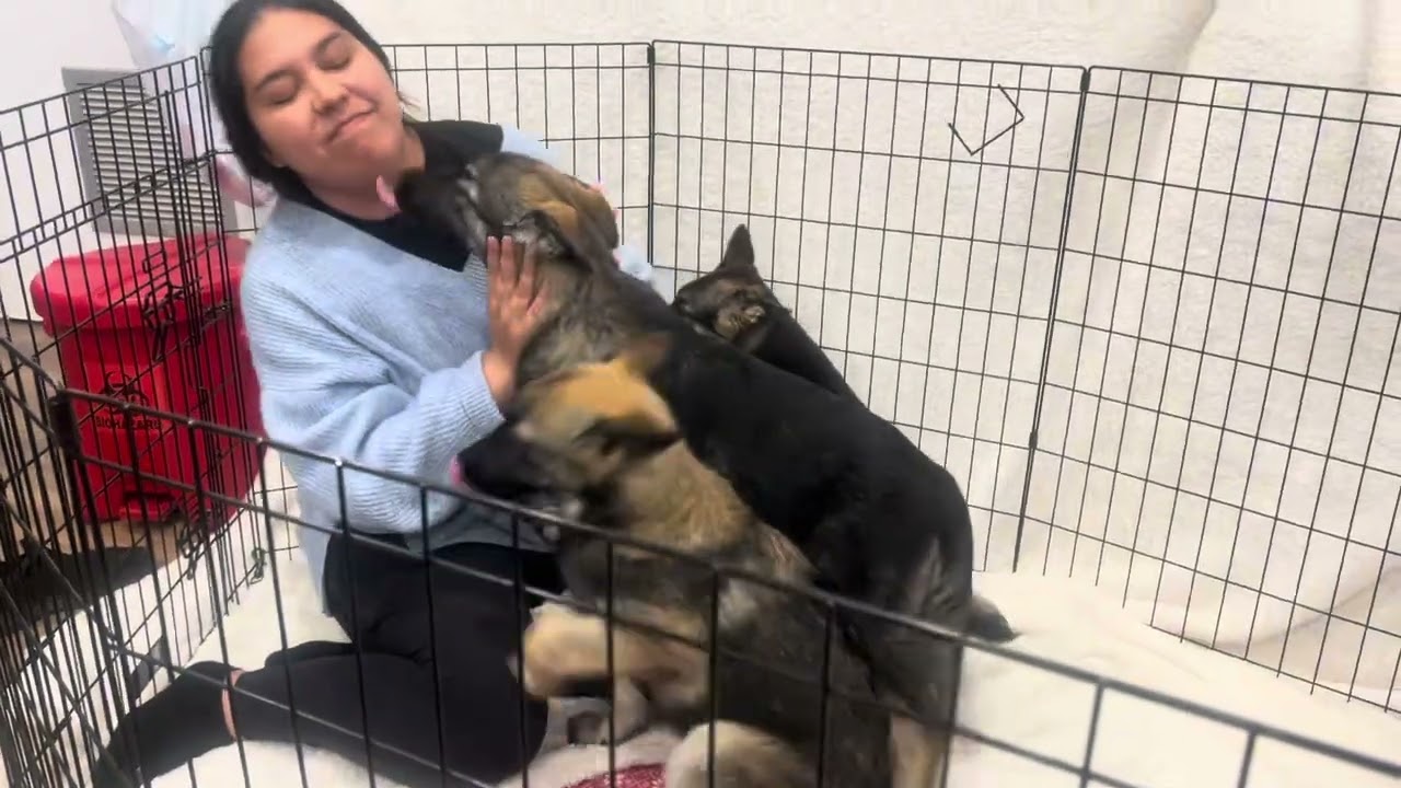 Enlarge *Flora von Emleben, an adopted mixed breed in Los Angeles, CA video 3/6