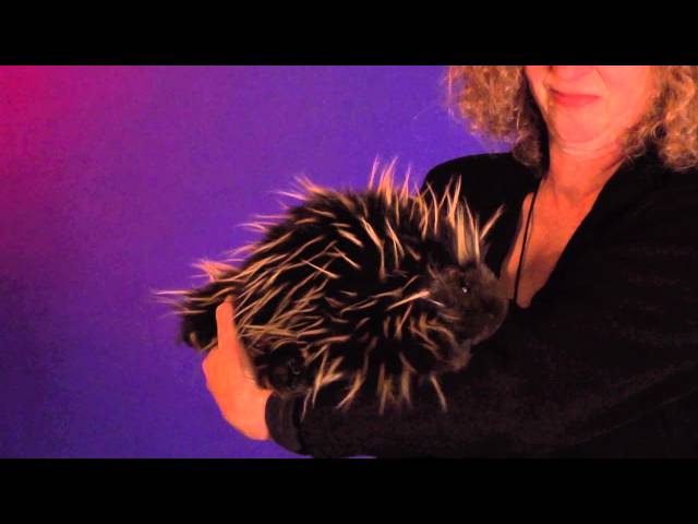 Video teaser for Folkmanis® Porcupine Puppet Demo