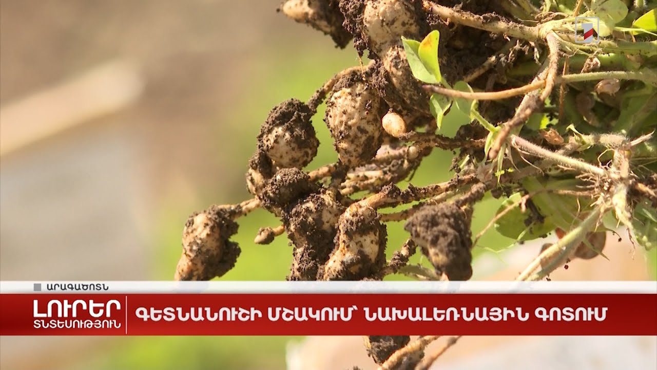 Գետնանուշի մշակում՝ նախալեռնային գոտում